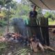 Syukuran Panen Mande Pare, Desa Katu Matangkan Persiapan