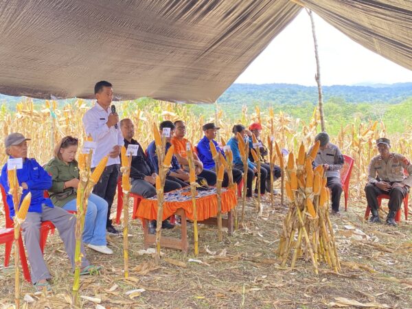 BUMDesa Ngkanino Lestari Gelar Panen Perdana Jagung