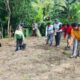 Kader dan Penyandang Disabilitas Lakukan Pemupukan Jagung di Kebun Disabilitas